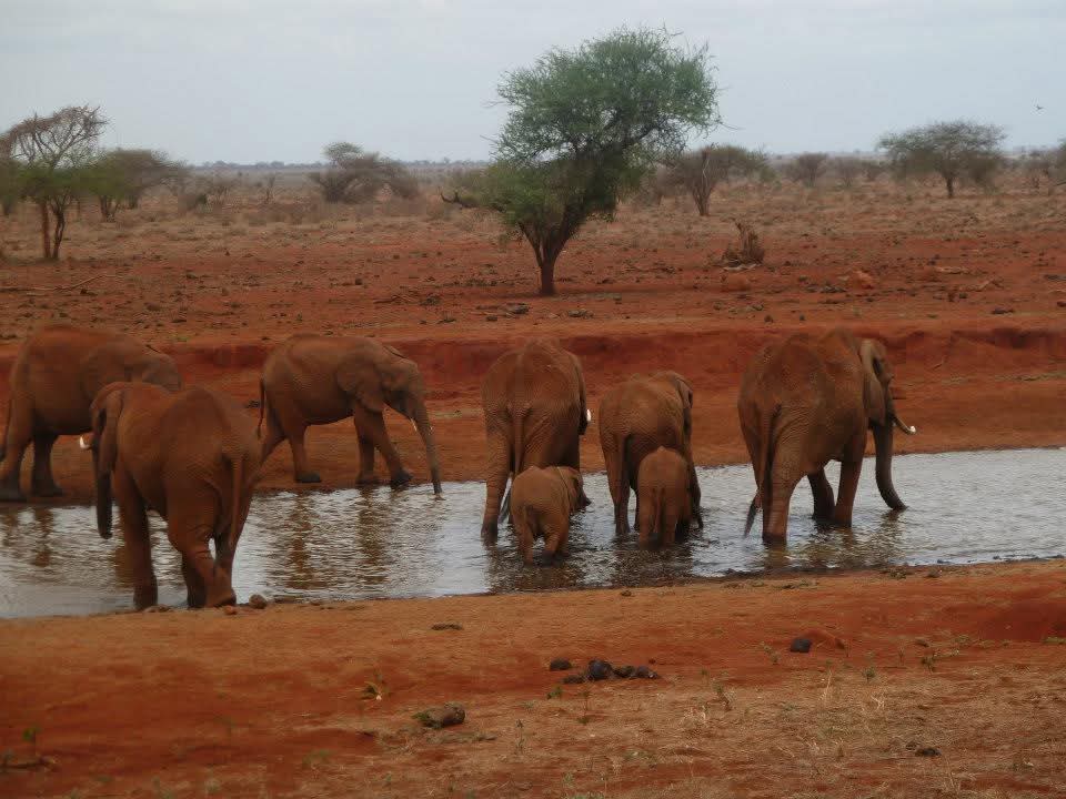 elefanti terra rossa
